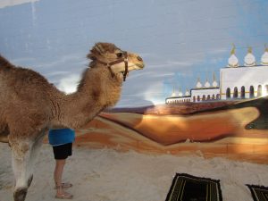 percy the camel